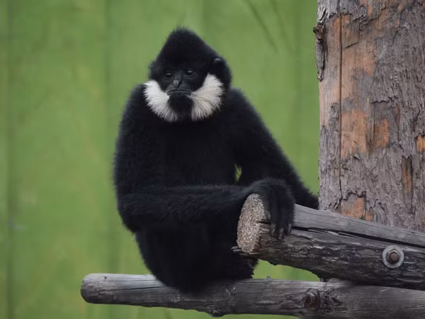 Viet Nam phat hien nhieu thu quy hiem, duoc ca the gioi san lung-Hinh-2