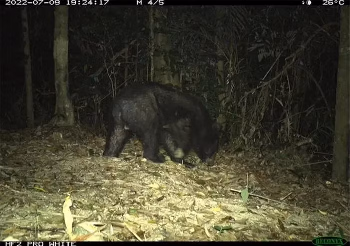 Viet Nam phat hien nhieu thu quy hiem, duoc ca the gioi san lung-Hinh-5