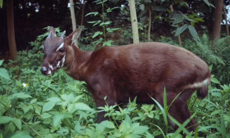 Viet Nam phat hien nhieu thu quy hiem, duoc ca the gioi san lung-Hinh-7