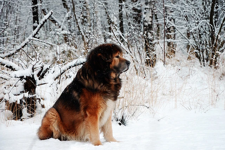 Ngam thu cung sang chanh dat nhat the gioi, don tim gioi dai gia-Hinh-5