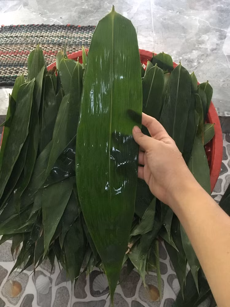 Loai la rung day o Viet Nam, ra nuoc ngoai thanh hang hot-Hinh-8