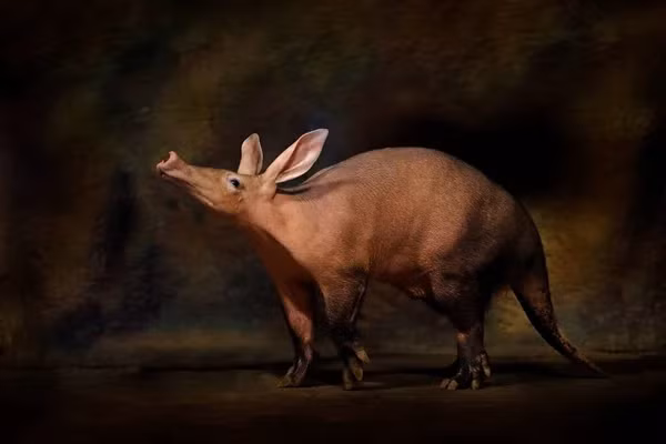 Loai lon quai di nhat hanh tinh, biet dao hang, boi loi thanh than-Hinh-7