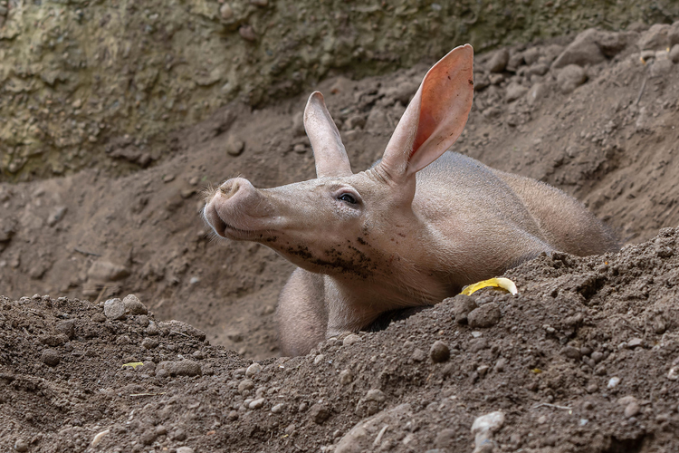 Loai lon quai di nhat hanh tinh, biet dao hang, boi loi thanh than-Hinh-8