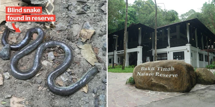 Loai ran quy hiem tuyet tich 172 nam bat ngo tai xuat