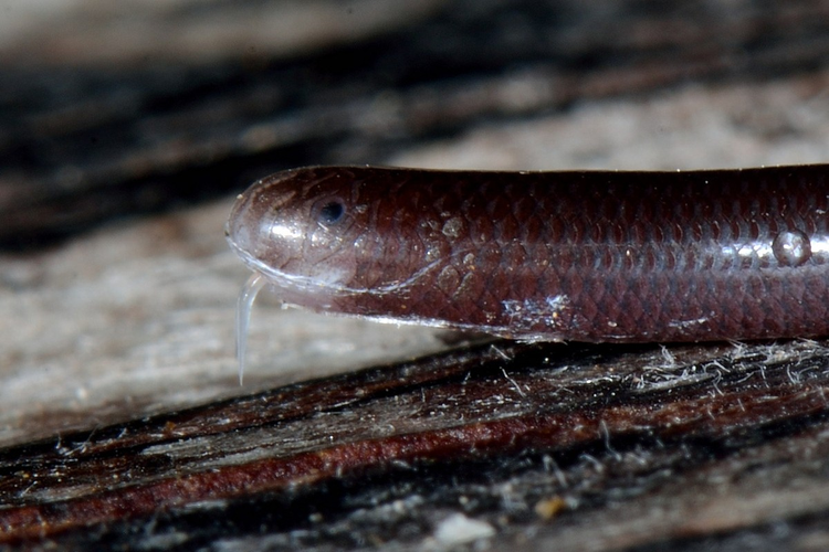 Loai ran quy hiem tuyet tich 172 nam bat ngo tai xuat-Hinh-4