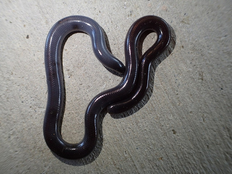 Loai ran quy hiem tuyet tich 172 nam bat ngo tai xuat-Hinh-3