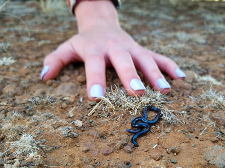 Loai ran quy hiem tuyet tich 172 nam bat ngo tai xuat-Hinh-10