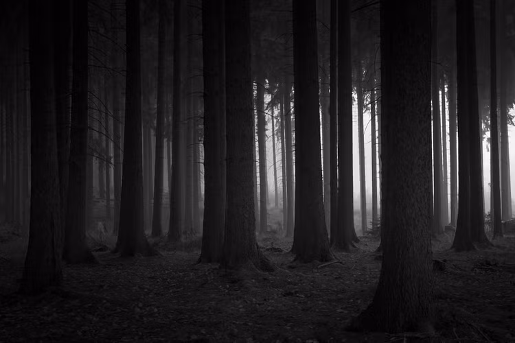 Ve dep don tim cua nhung khu rung bi an nhat the gioi-Hinh-4