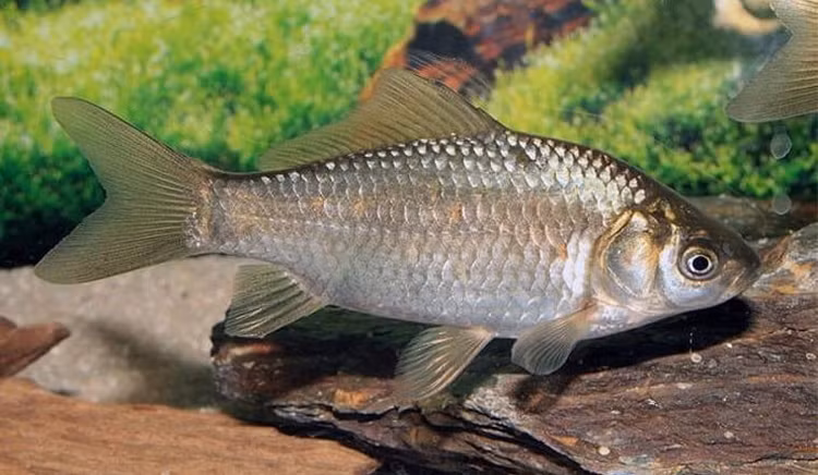 Loai ca doc la dang thuong, cu tha ve tu nhien la... chet-Hinh-5