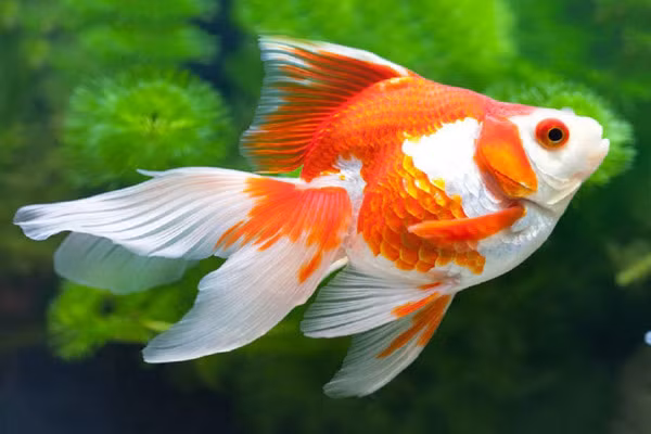 Loai ca doc la dang thuong, cu tha ve tu nhien la... chet-Hinh-6