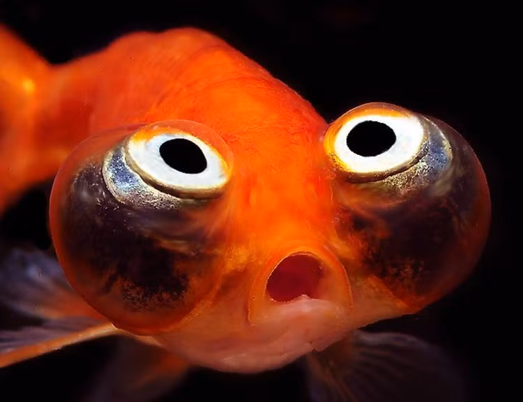 Loai ca doc la dang thuong, cu tha ve tu nhien la... chet-Hinh-2