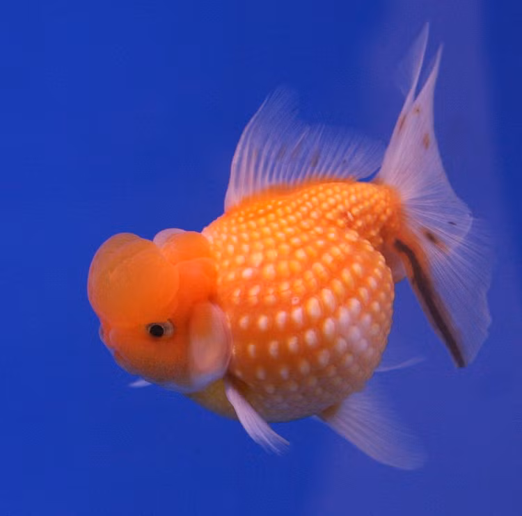 Loai ca doc la dang thuong, cu tha ve tu nhien la... chet