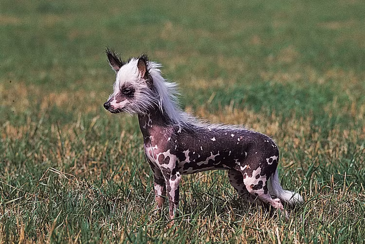Giong cho ky la nhat hanh tinh: Biet leo cay, chan 6 ngon, co mao-Hinh-4