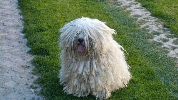 Giong cho ky la nhat hanh tinh: Biet leo cay, chan 6 ngon, co mao