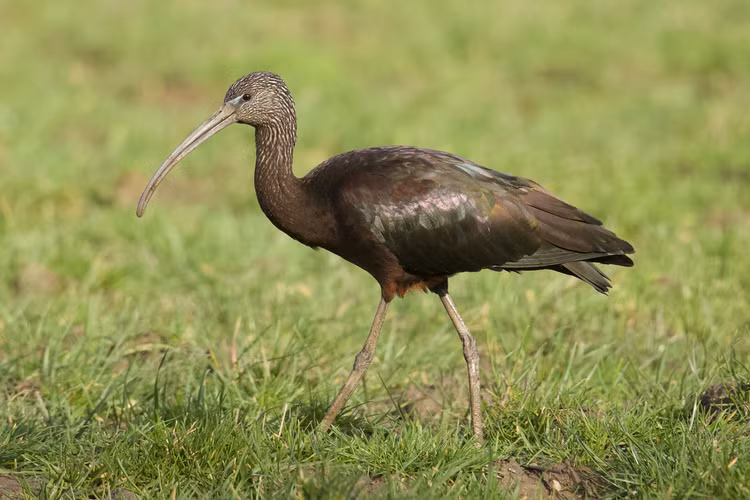 Quam den lan dau tien xuat hien o mien Trung: Loai cuc quy!-Hinh-10