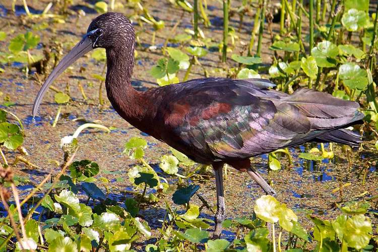 Quam den lan dau tien xuat hien o mien Trung: Loai cuc quy!-Hinh-9