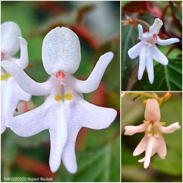 Am anh loai hoa di doc nhat the gioi, phat hoang so 1-Hinh-7