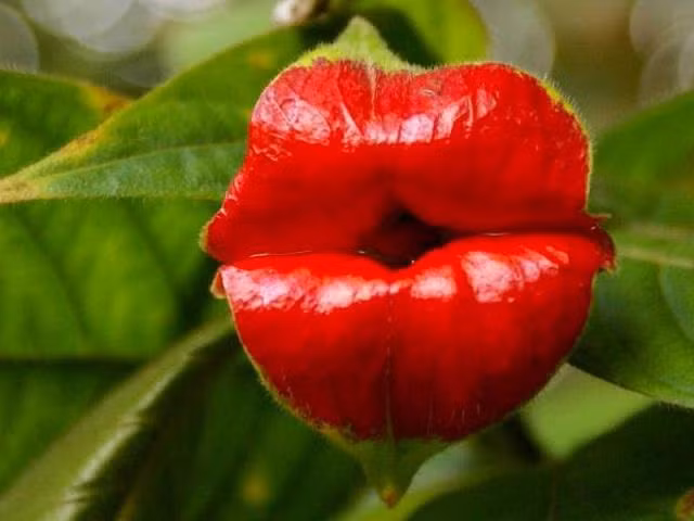 Am anh loai hoa di doc nhat the gioi, phat hoang so 1-Hinh-8