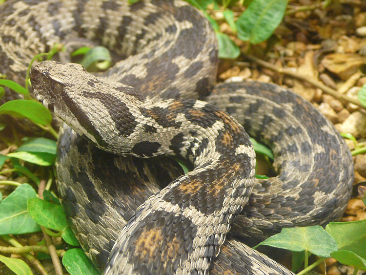 8 loai ran hiem nhat hanh tinh sap tuyet chung, giat minh ly do