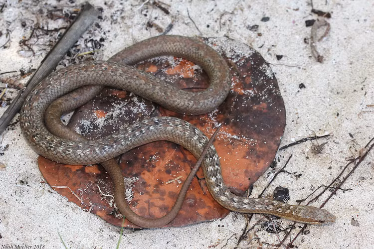 8 loai ran hiem nhat hanh tinh sap tuyet chung, giat minh ly do-Hinh-4