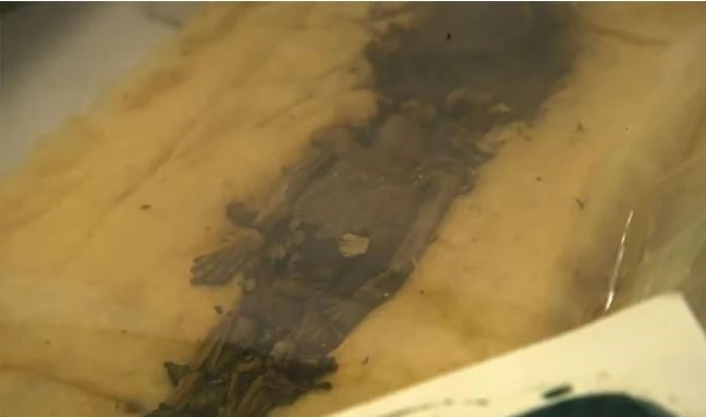 4 điều ít biết về việc khai quật lăng mộ Pharaoh Tutankhamun - Hình 5 4 dieu it biet ve viec khai quat lang mo Pharaoh Tutankhamun-Hinh-5