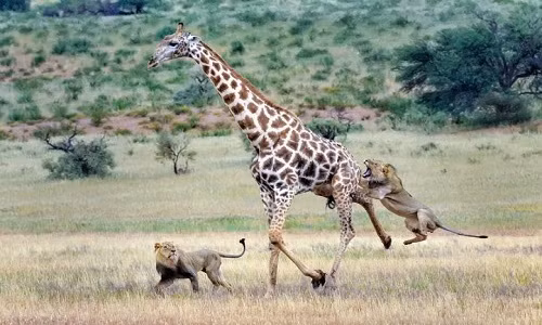 4 loai dong vat co the giet chet su tu: Bat ngo so 1!