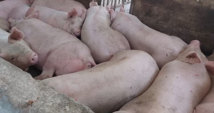 Dich ta lon chau Phi xuat hien tai Da Nang, nguy co lan rong