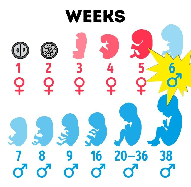 Bật mí 9 điều thú vị về cơ thể đàn ông, ít ai biết - Hình 6 Bat mi 9 dieu thu vi ve co the dan ong, it ai biet-Hinh-6