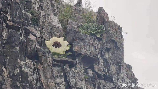 “Tien duoc” 7 nam no 1 lan, nha giau thi nhau tim mua-Hinh-11