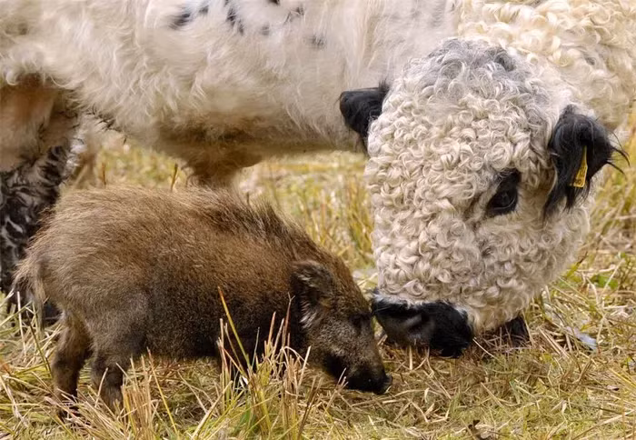 Bat ngo nhung cap ban than “la lung” trong the gioi dong vat-Hinh-3