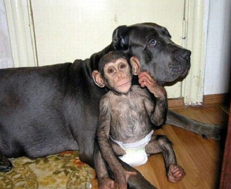 Bất ngờ những cặp bạn thân “lạ lùng” trong thế giới động vật - Hình 2 Bat ngo nhung cap ban than “la lung” trong the gioi dong vat-Hinh-2