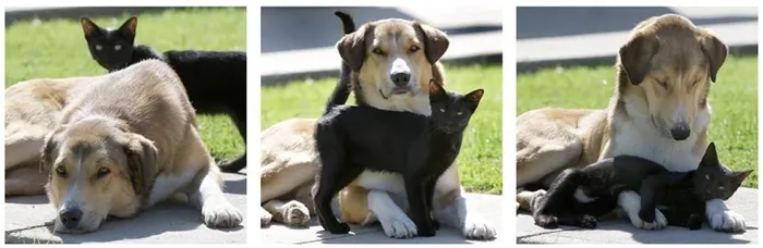 Bất ngờ những cặp bạn thân “lạ lùng” trong thế giới động vật - Hình 9 Bat ngo nhung cap ban than “la lung” trong the gioi dong vat-Hinh-9