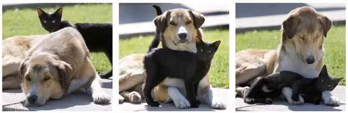 Bat ngo nhung cap ban than “la lung” trong the gioi dong vat-Hinh-9