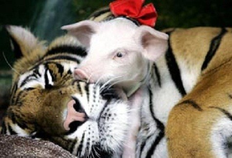 Bất ngờ những cặp bạn thân “lạ lùng” trong thế giới động vật - Hình 8 Bat ngo nhung cap ban than “la lung” trong the gioi dong vat-Hinh-8