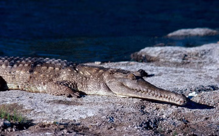 Neu ca sau “cham tran” ca map trang lon, chuyen gi se xay ra?-Hinh-8