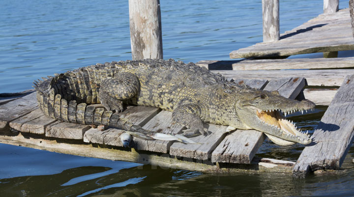 Neu ca sau “cham tran” ca map trang lon, chuyen gi se xay ra?-Hinh-10