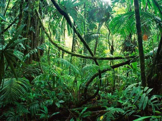 Muỗi có thể truyền 10 căn bệnh chết người. Du khách đến Amazon nên thực hiện tất cả các biện pháp phòng ngừa cần thiết để tránh bị muỗi đốt.