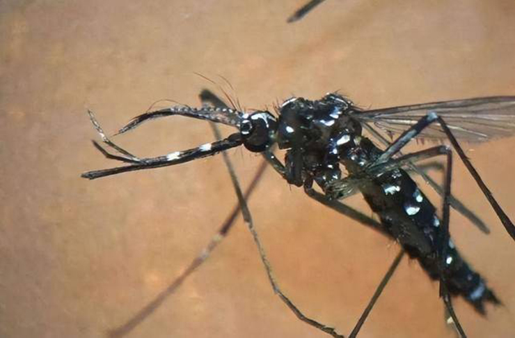 Muỗi phát triển mạnh trong môi trường nhiệt đới nóng và ẩm. Rừng mưa nhiệt đới Amazon là điều kiện lý tưởng cho những loài côn trùng này.