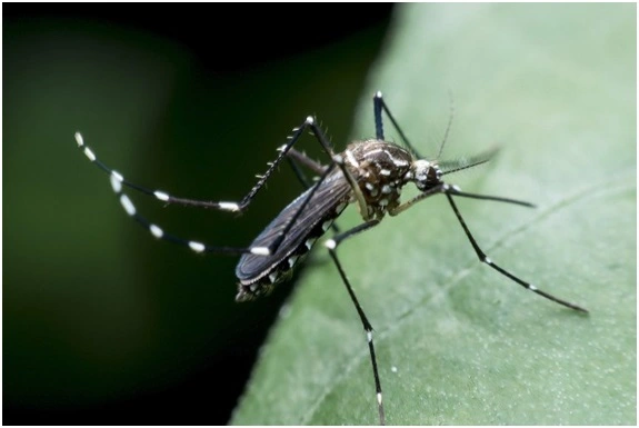 4. Muỗi có lẽ là "sát thủ" nguy hiểm nhất đối với khách du lịch trong rừng nhiệt đới Amazon.