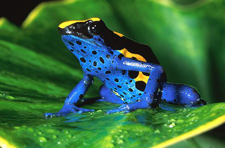 Với chiều dài khoảng 5 cm, chúng tiết ra batrachotoxin, chất độc có thể ngăn chặn hoạt động của tế bào thần kinh tới các cơ, gây tê liệt và dẫn tới tử vong nhanh chóng.