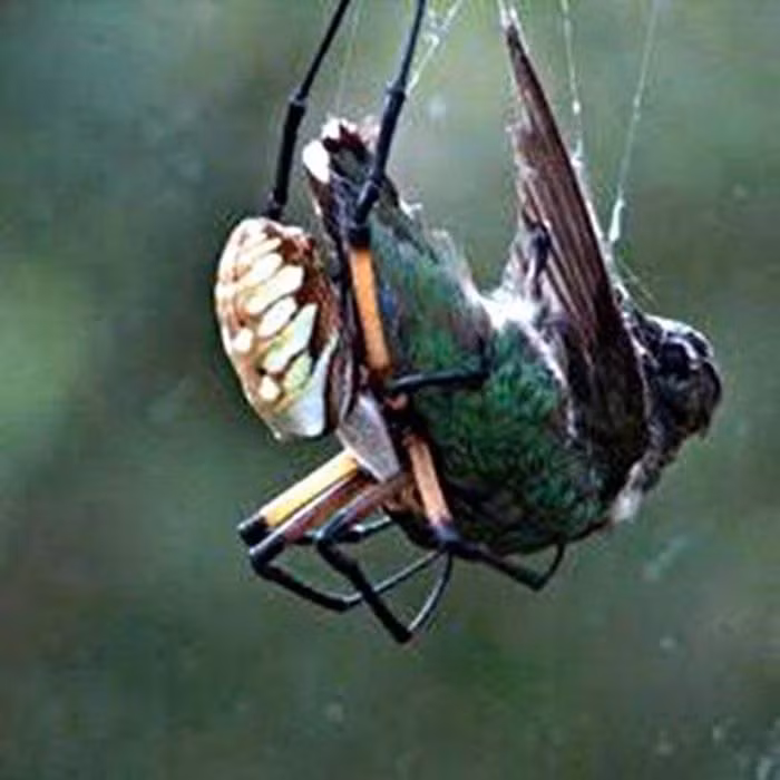 Tuyet chieu giang “thien la dia vong” san moi cua nhen khong lo Nephila-Hinh-10