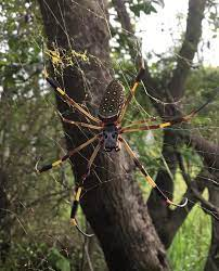 Tuyet chieu giang “thien la dia vong” san moi cua nhen khong lo Nephila-Hinh-3