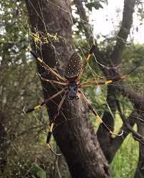 Tuyet chieu giang “thien la dia vong” san moi cua nhen khong lo Nephila-Hinh-3