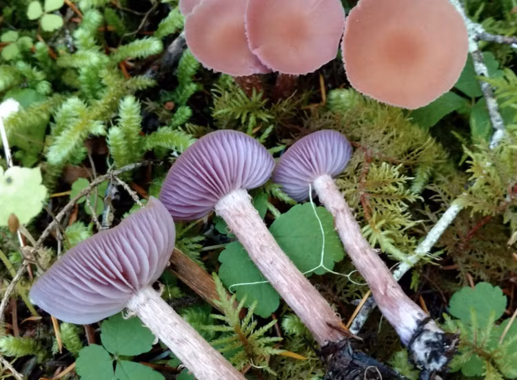 Kinh ngac su that nam co the “giao tiep” voi nhau sau troi mua-Hinh-3