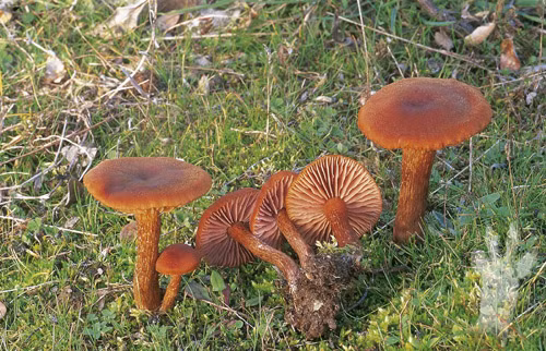 Kinh ngac su that nam co the “giao tiep” voi nhau sau troi mua-Hinh-6