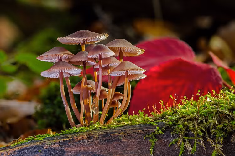 Kinh ngac su that nam co the “giao tiep” voi nhau sau troi mua-Hinh-10