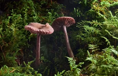 Kinh ngac su that nam co the “giao tiep” voi nhau sau troi mua-Hinh-9