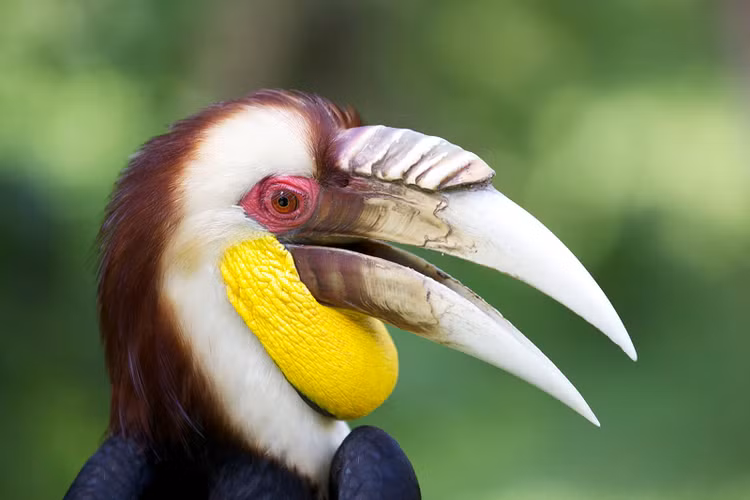 Tha 14 loai dong vat cuc hiem ve rung tu nhien VQG Bu Gia Map-Hinh-10