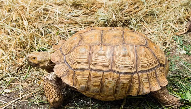 Tha 14 loai dong vat cuc hiem ve rung tu nhien VQG Bu Gia Map-Hinh-12