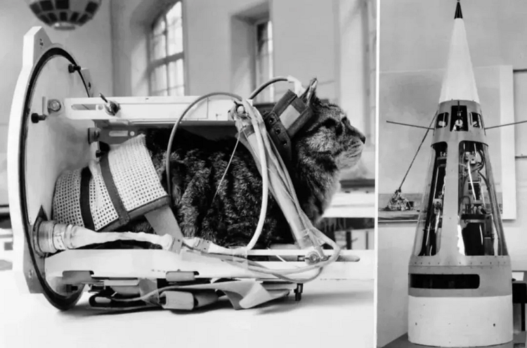Ly kỳ chuyện chú mèo đầu tiên và duy nhất bay vào không gian - Hình 6 Ly ky chuyen chu meo dau tien va duy nhat bay vao khong gian-Hinh-6